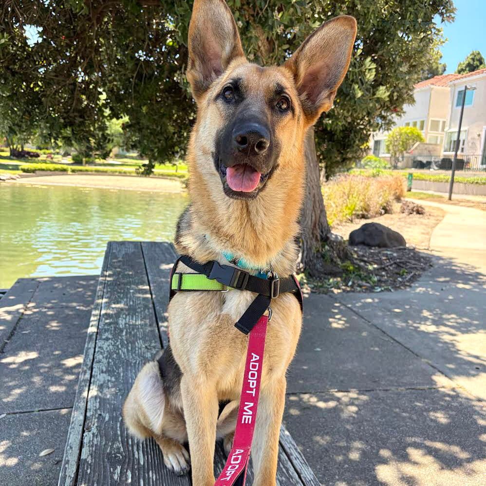 Alma - German Shepherd Dog