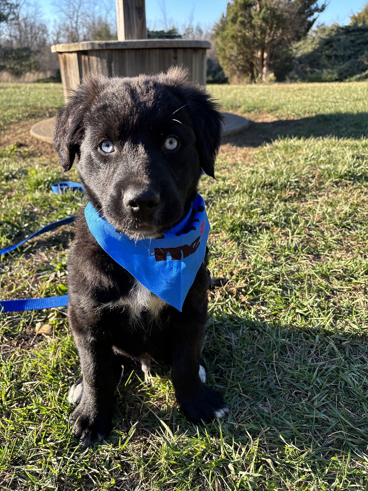 Credit: Adopt A Pit Rescue Inc