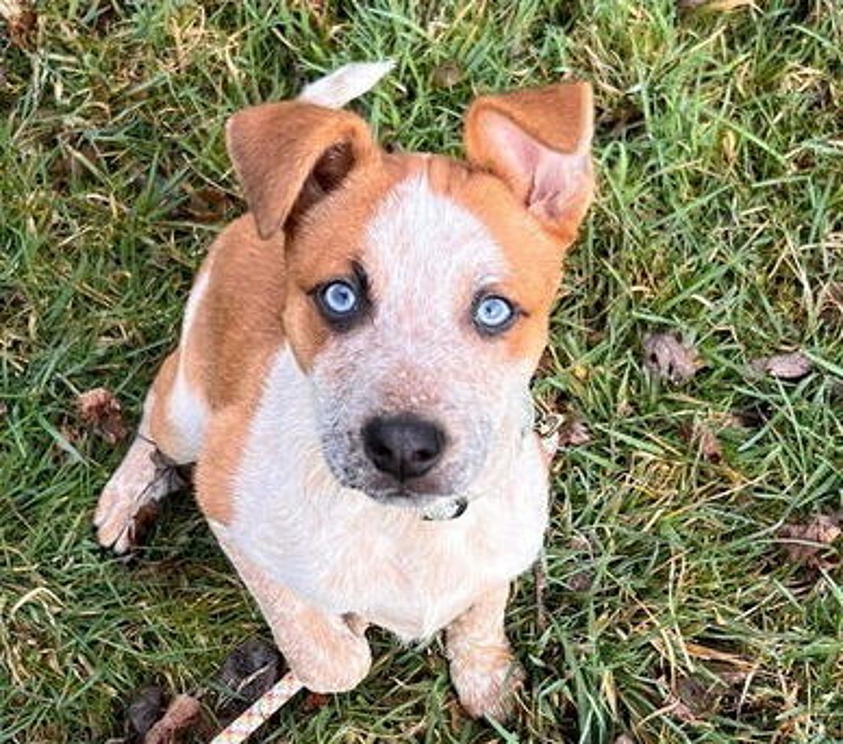 Credit: Paws Across Pittsburgh