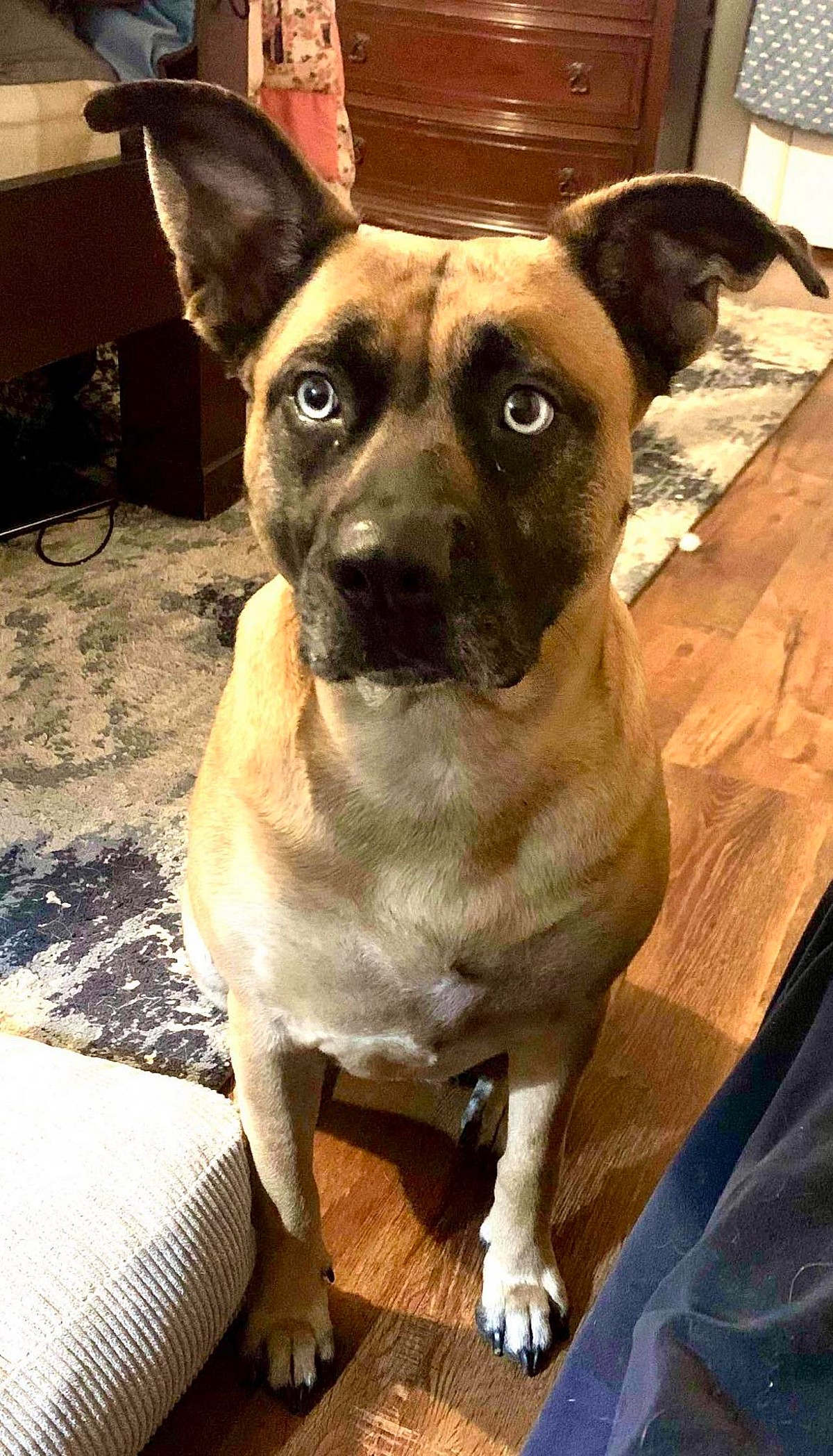 Credit: CrisisDogsNC