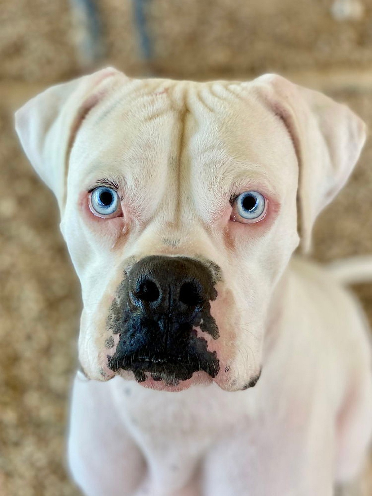 Credit: Austin Boxer Rescue