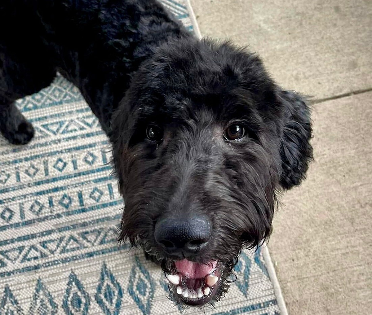 Credit: Adopt A Pit Rescue Inc