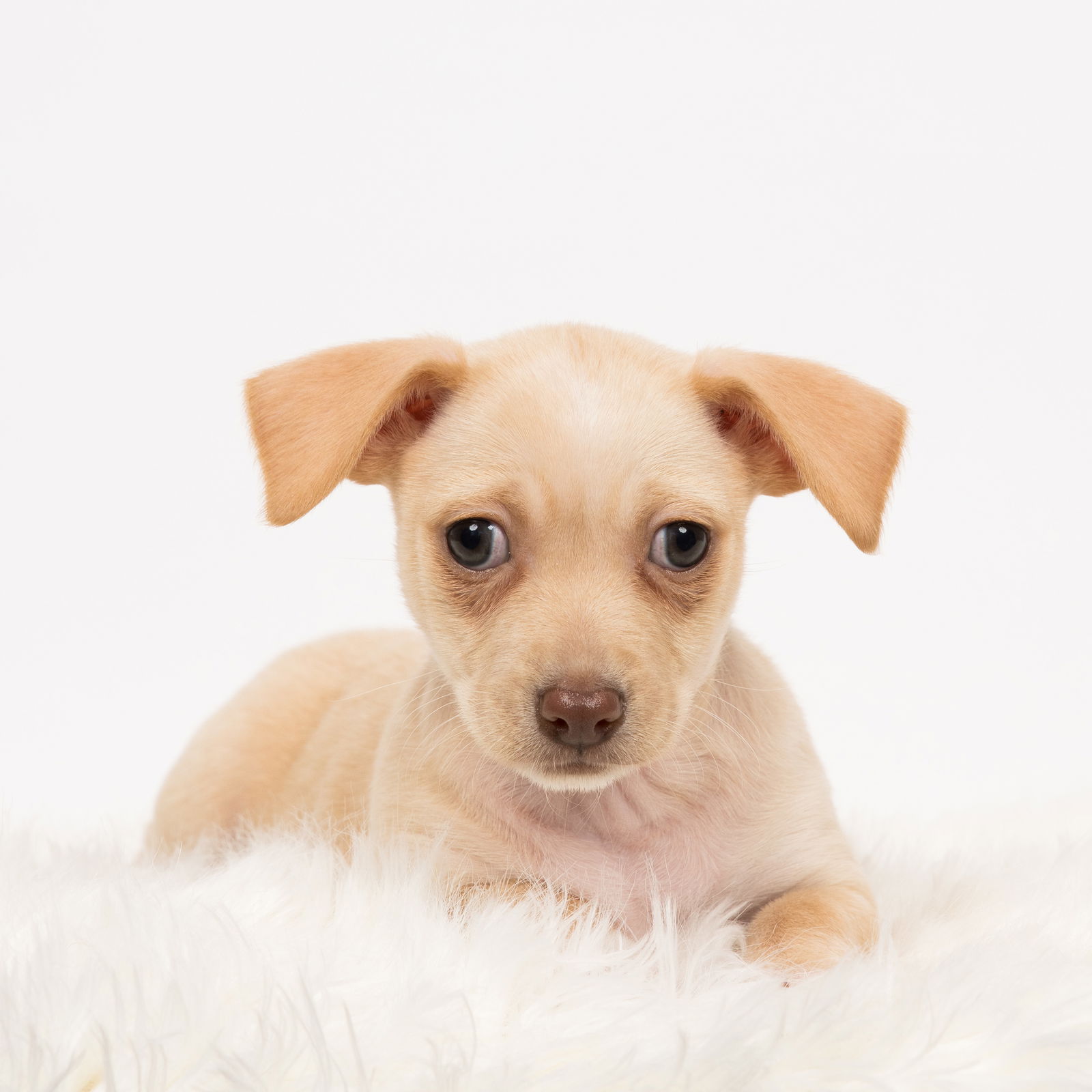 Credit: Healing Hearts Rescue MN