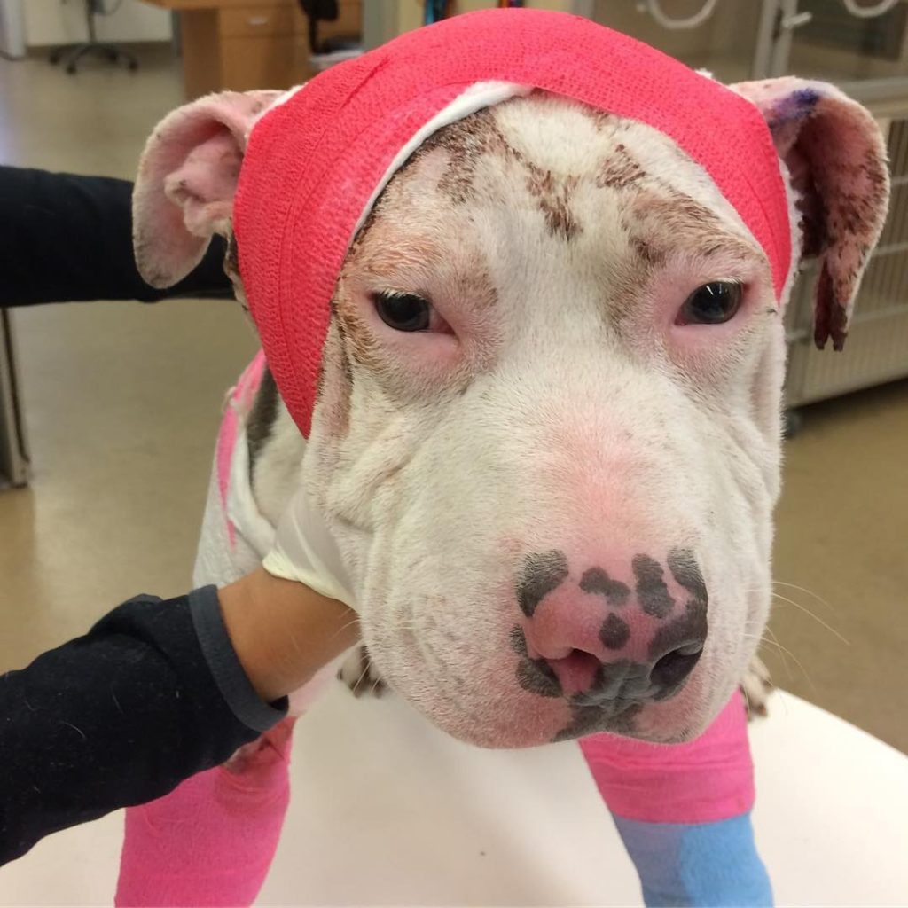 Badly Injured Pit Bull Transforms into Happy Butterfly When Given Love