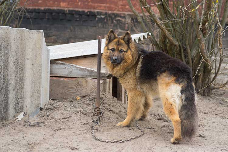 German Shepherd caged up