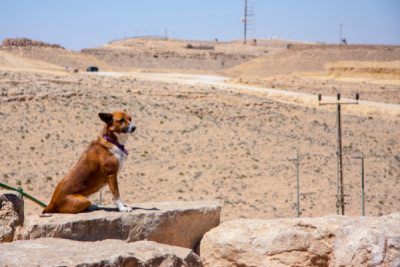 valley fever in dogs is common in the desert