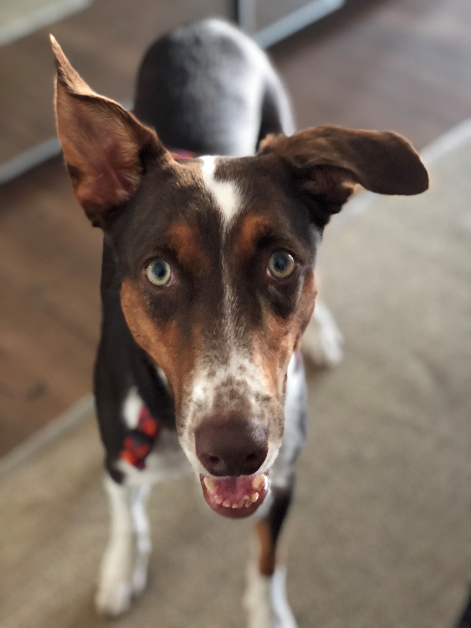 dogs day out rocky kanaka