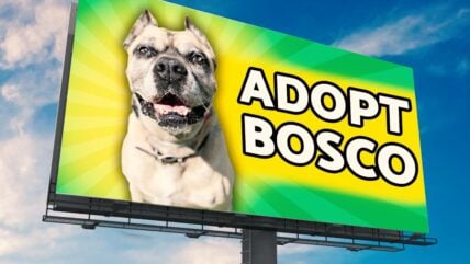 Adopt Bosco