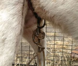 Homer was likely tethered and escaped, and the tight tether grew into his body. Dog tethering is illegal in many states