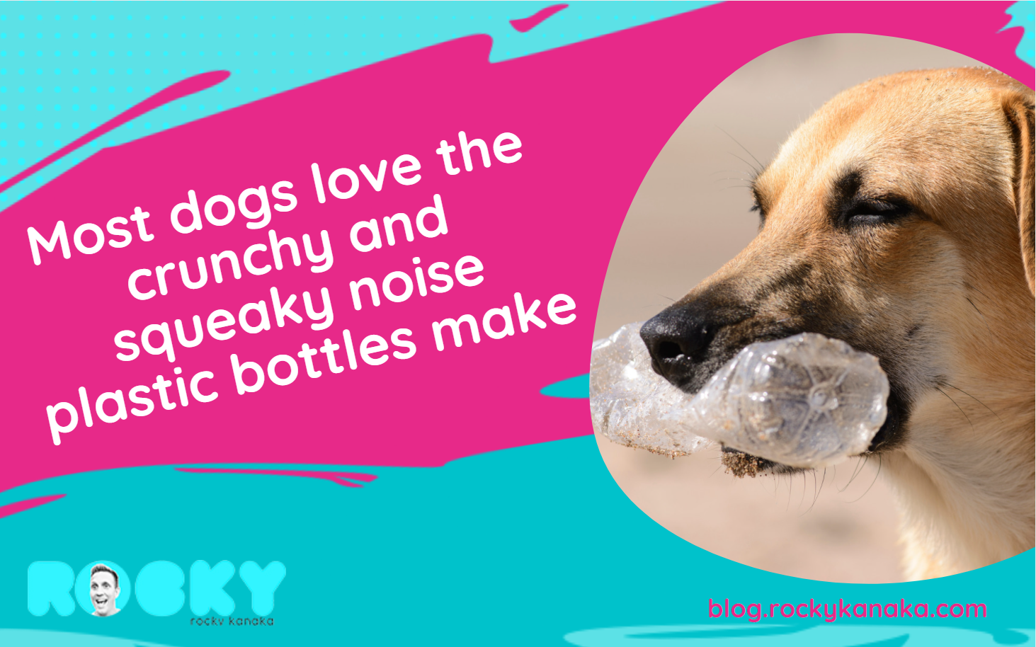 Dog playing with a plastic bottle; wrap the bottle with fabric to make it safe