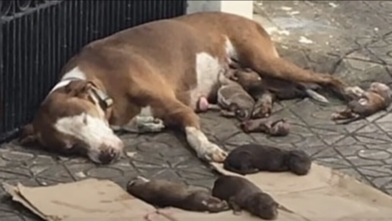 Starving Mama Dog And Her Malnourished Newborns Saved Just In Time