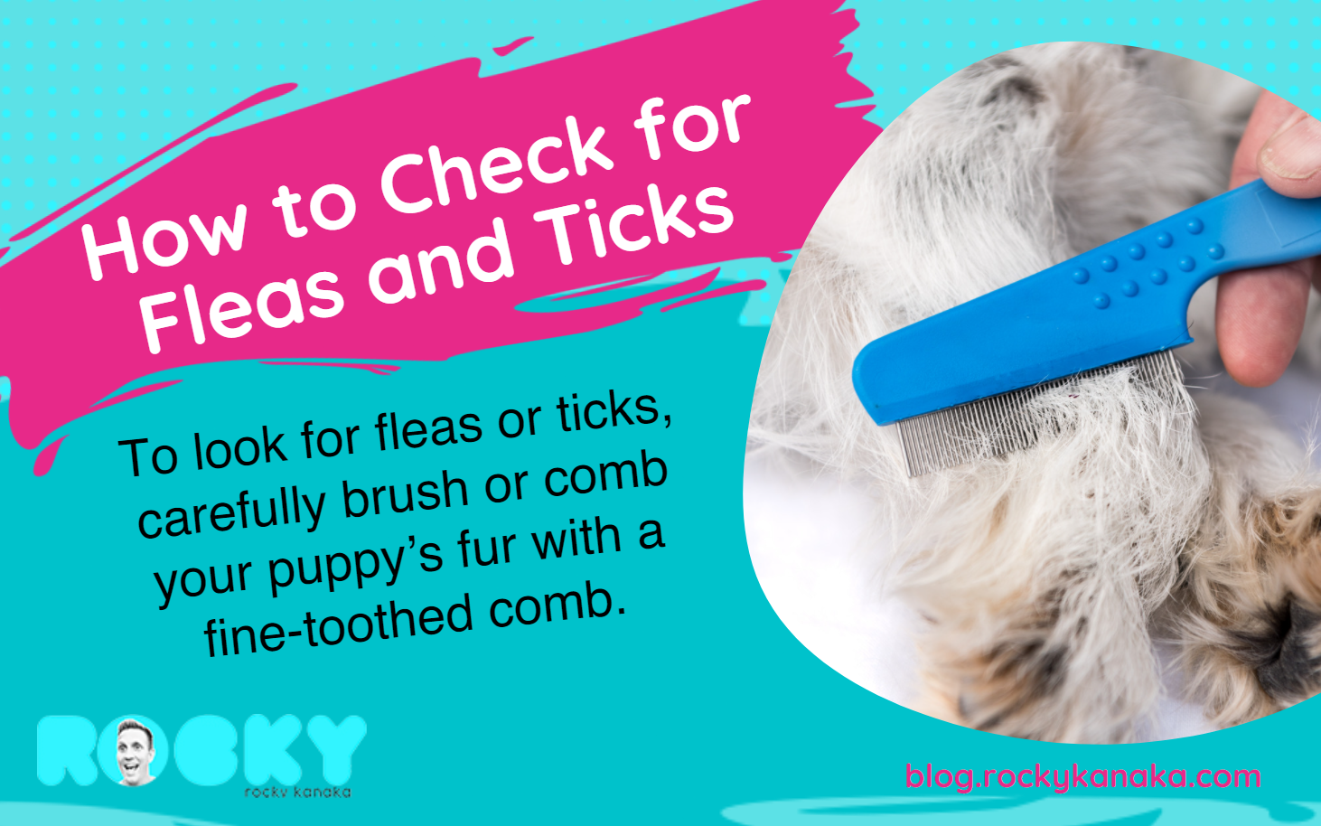 How to check for Fleas and Ticks