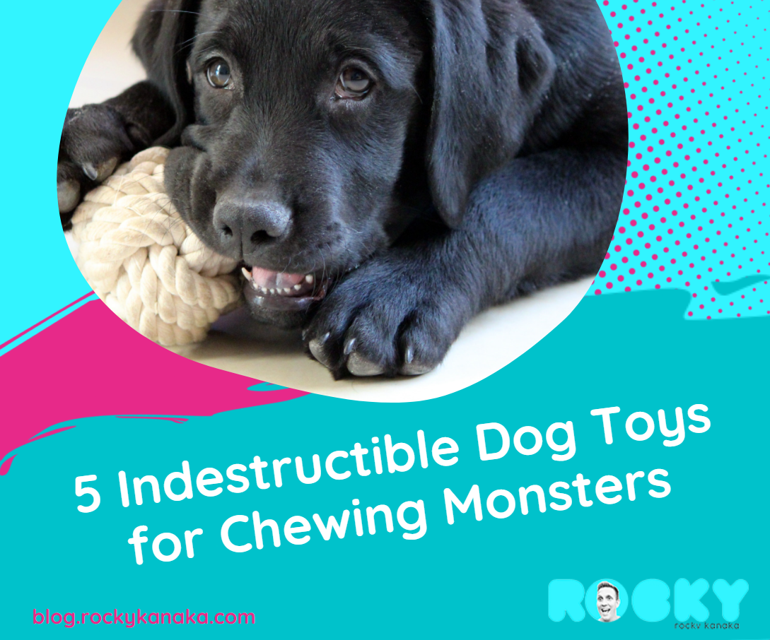 5 Indestructible Dog Toys for Chewing Monsters