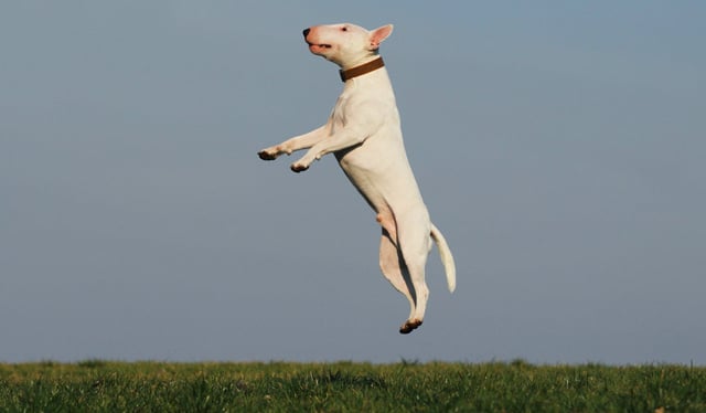 A small dog jumping up, expressing his energetic body