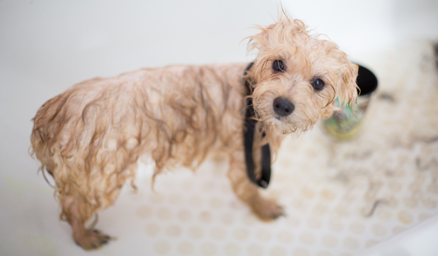 Puppy In Tub After Shampoo, getting rid of fleas and ticks