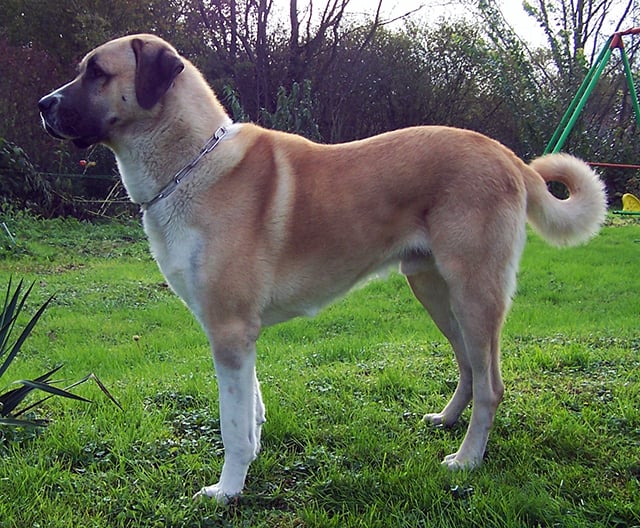 A self-reliant dog enjoying the nice weather