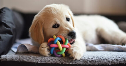 Dog Toys for Chewing Monsters