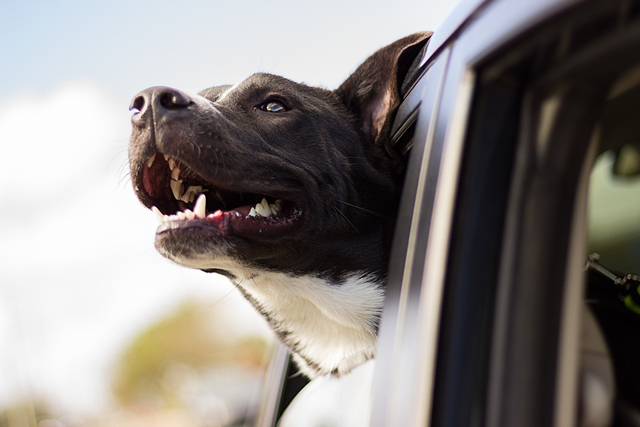 Happy dog in a car