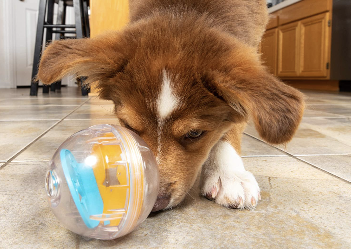 What Are The Best Toys For Smart Dogs?