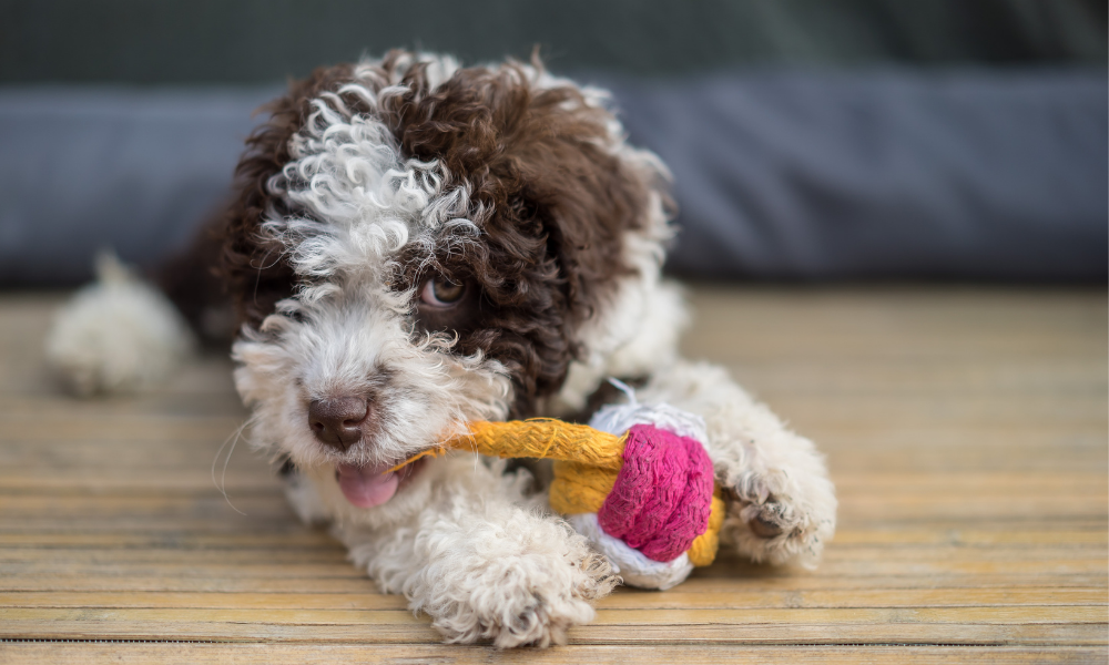 Make Your Own Interactive Dog Toy – DOGUE