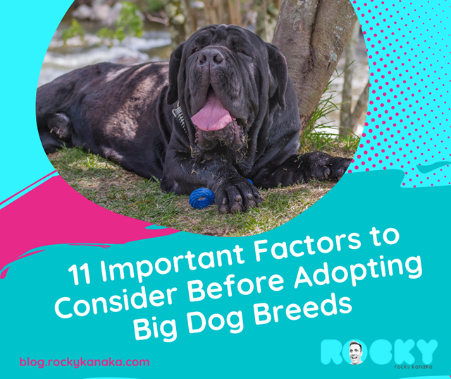 Expand Your Knowledge About Big Dogs