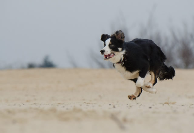 a border collie running through a field