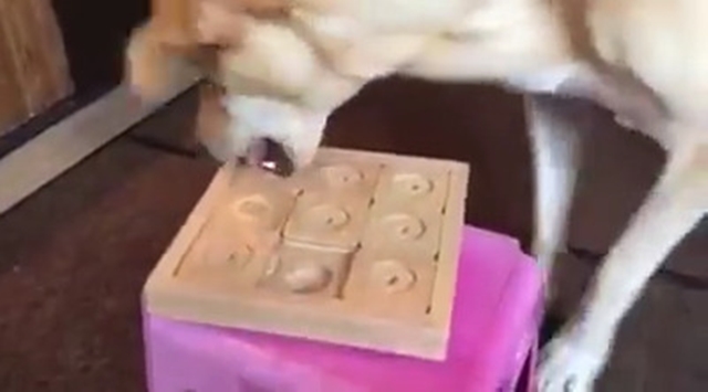 dog playing her Dog Sudoku Expert