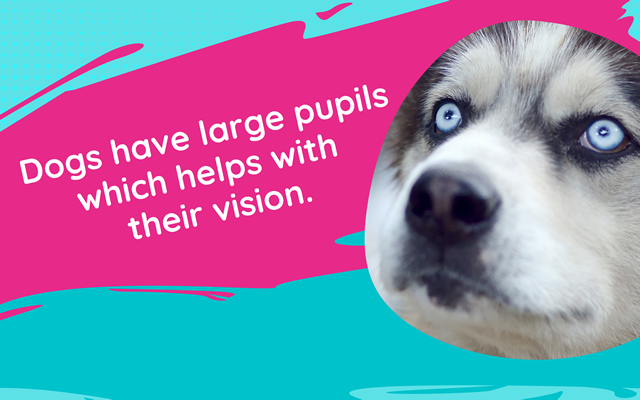 Dogs have large pupils which helps with their vision