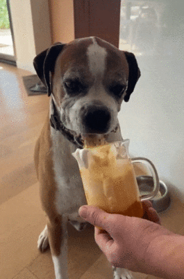 Can Dogs Have Whipped Cream