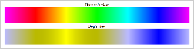 human versus dog color perception