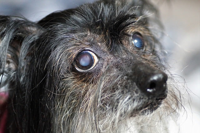 old blind dog with cloudy eyes