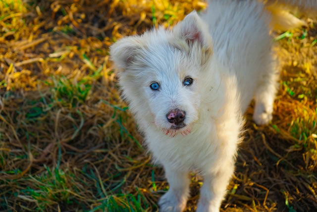 shepherd white blind puppy walking in the fields - discussing blindness in dogs