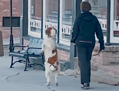 two legged dog walks like human