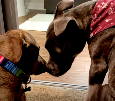 Scared pit bull makes a friend