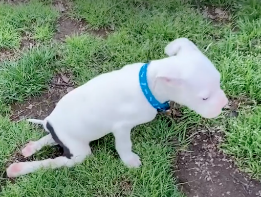 puppy couldn't walk until this happened