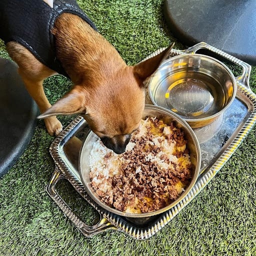 A dog enjoying a tasty meal at the Morrison