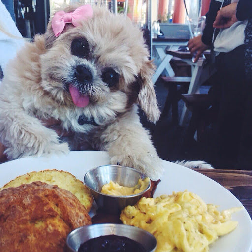 A happy dog at the Anchor. a dog friendly restaurant