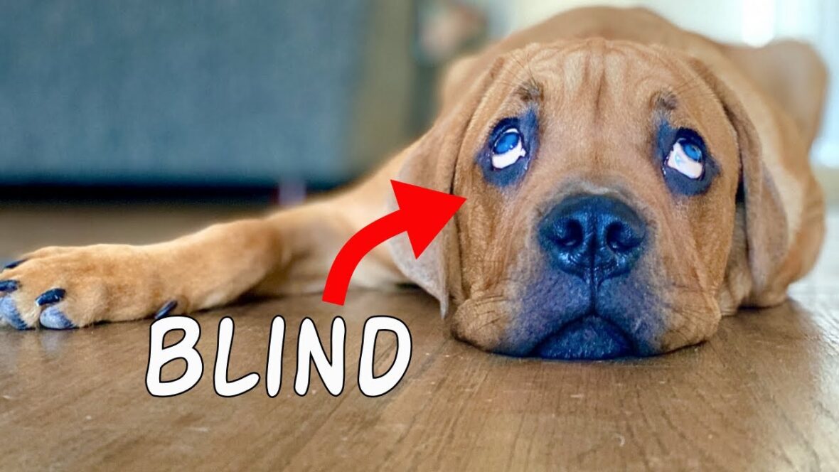 blind dog kobe large