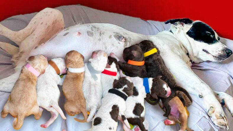 denali gives birth to 11 puppies