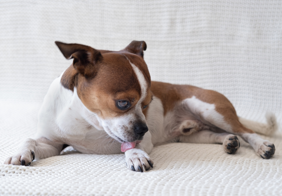 this-solved-my-dog-s-itchy-paw-problem-rocky-kanaka