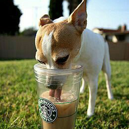 a beautiful dog loving her puppuccino