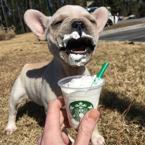 a young dog with mouth open enjoying a puppuccino