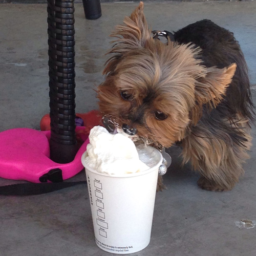 adorable terrier lapping up a puppucino