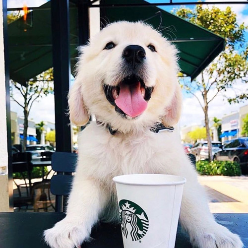 adorable white puppy woofing thanks for a puppucino