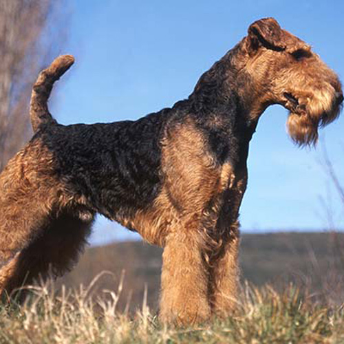 bi-colored Airedale Terrier