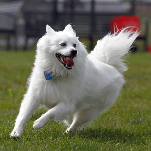 American Eskimo playing in the field