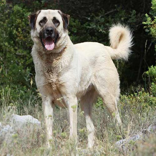 biscuit-colored Anatolian Sheepdog in the field