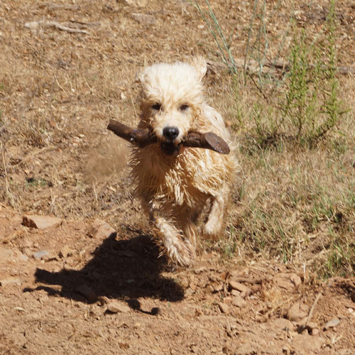 Barbado running with a stick in mouth