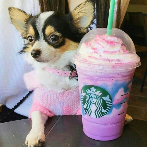 beautiful chihuahua and a Starbucks puppucino
