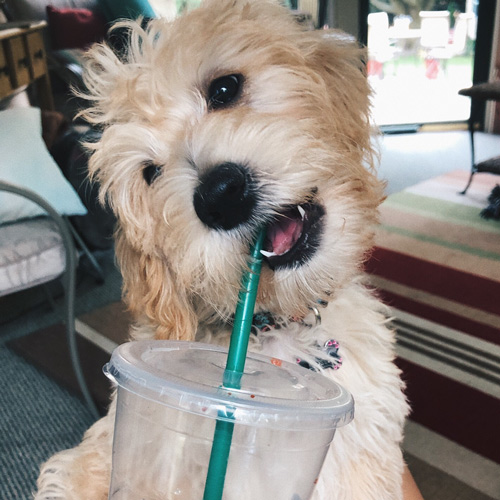 beautiful pup enjoying a puppuccino through a straw